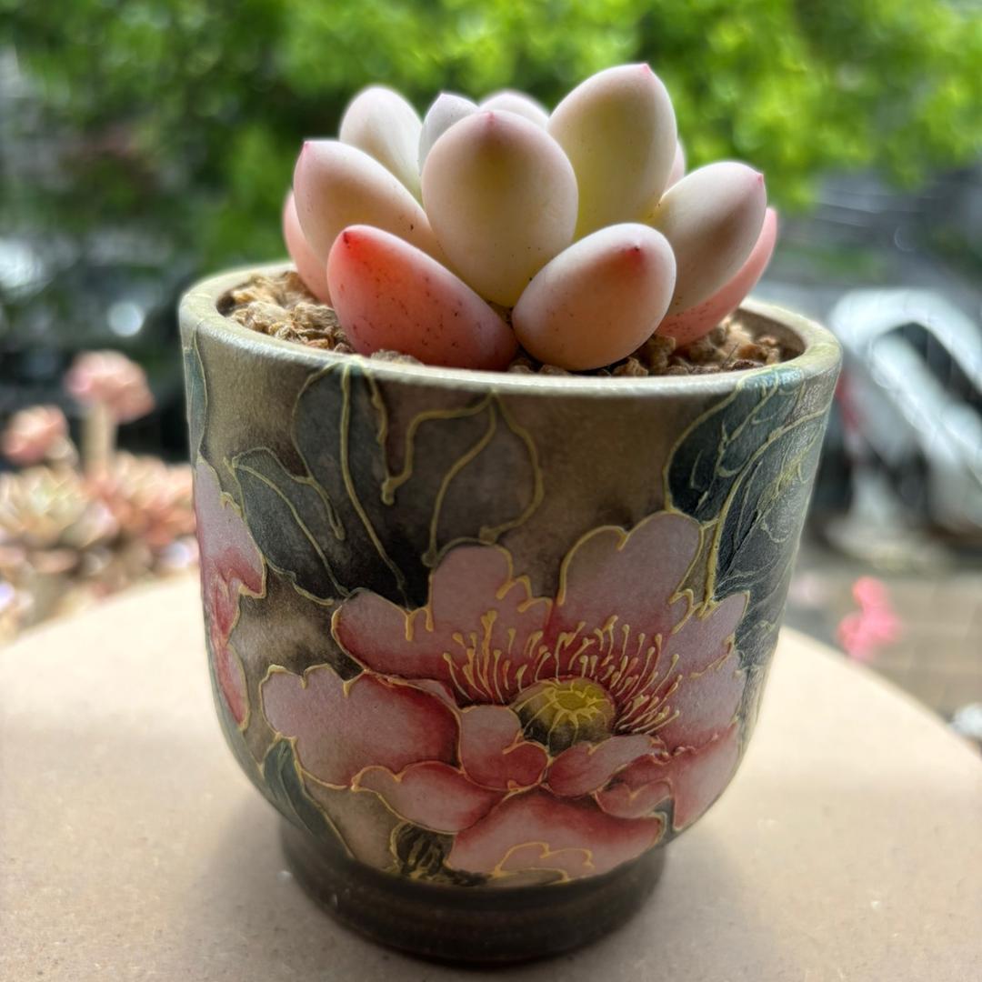 🍬秀气的胡桃🍑