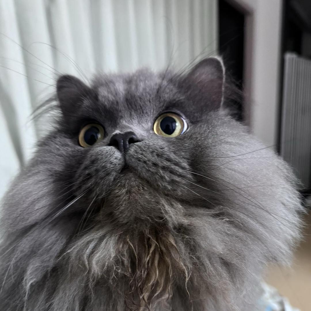小熊（