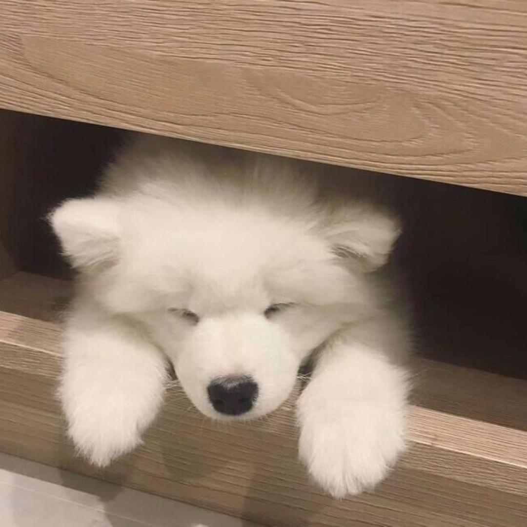 bb小饼