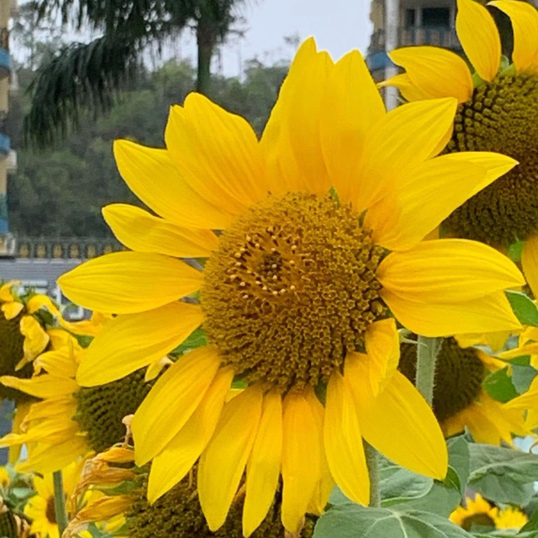 芳