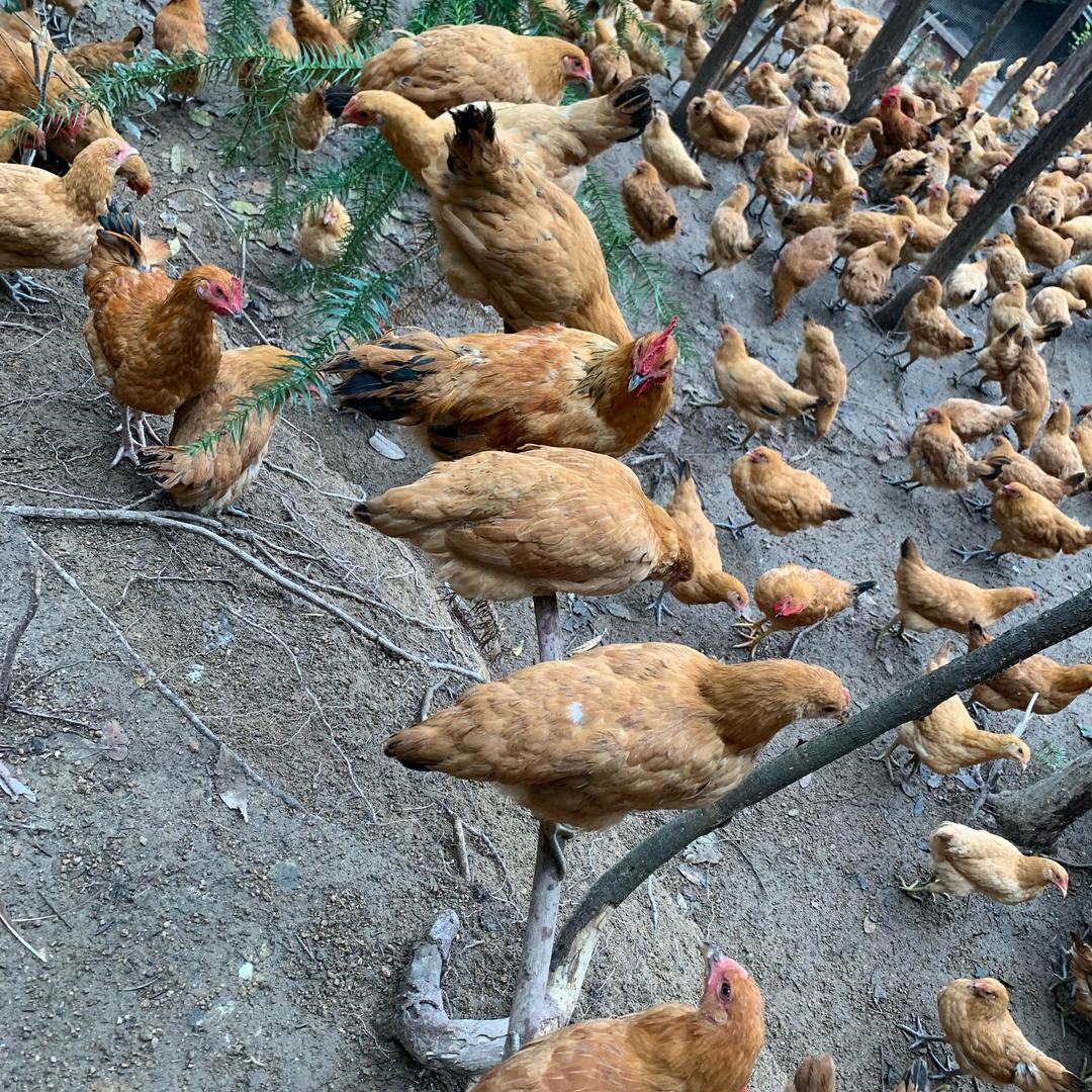龙燕家走地鸡