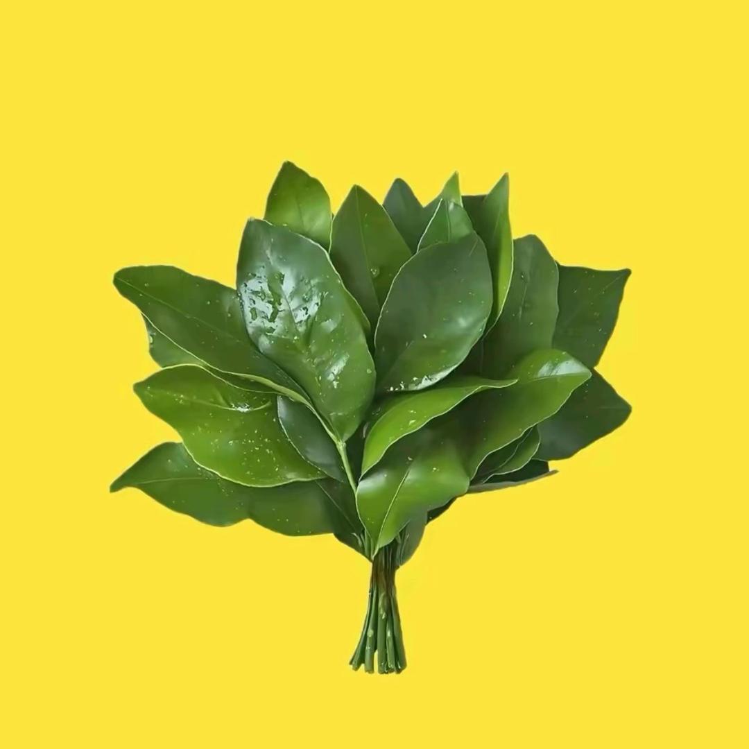 CC在上海（变美版