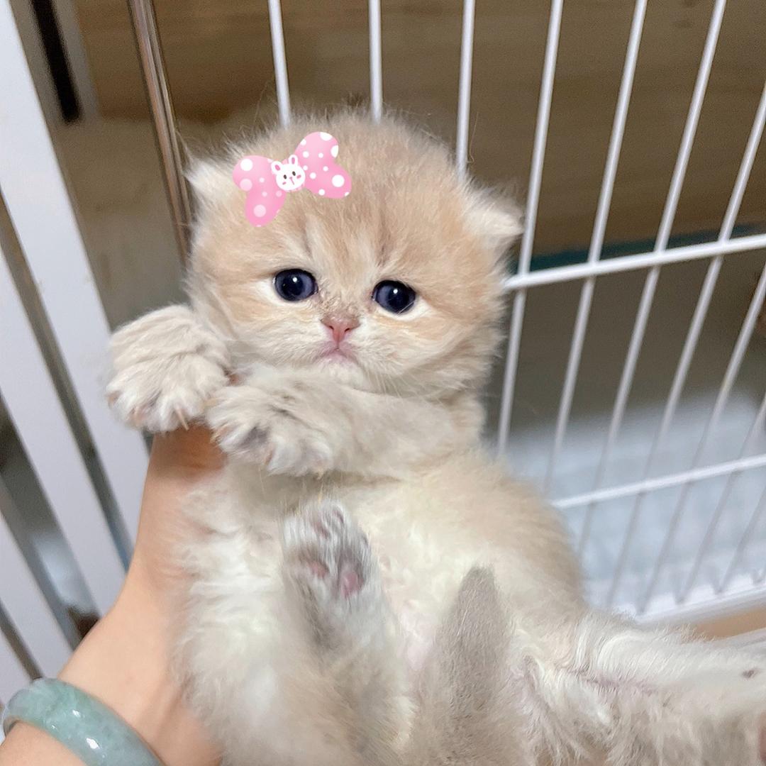 @人间可爱收藏家❤️