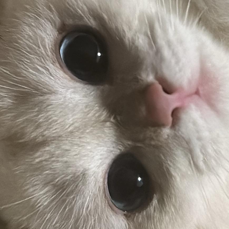 炸鱼块儿🐟
