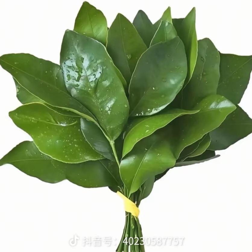 慕千初