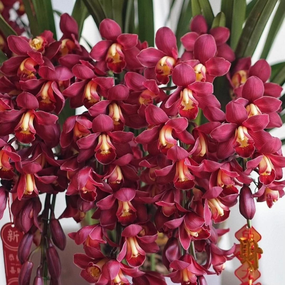 念兰花卉
