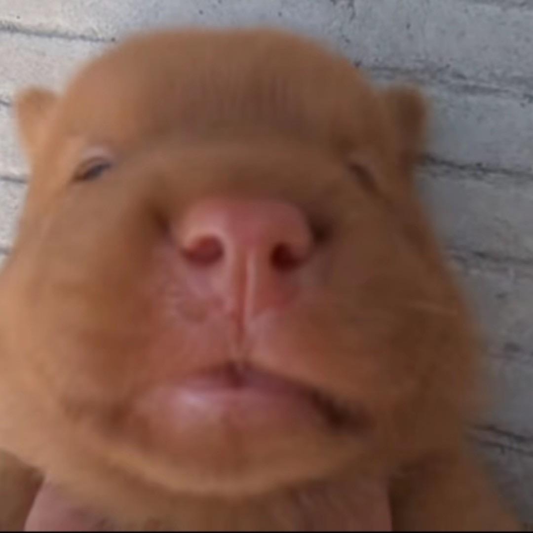 小妹妹我吃饭了