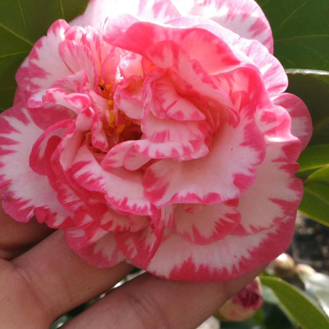 鑫鑫果树