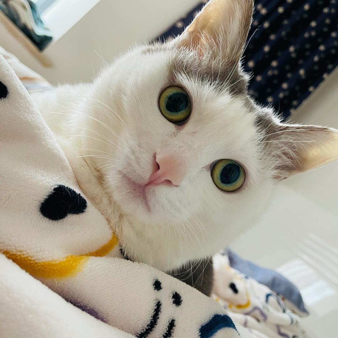 小小蚂蚁有胡须