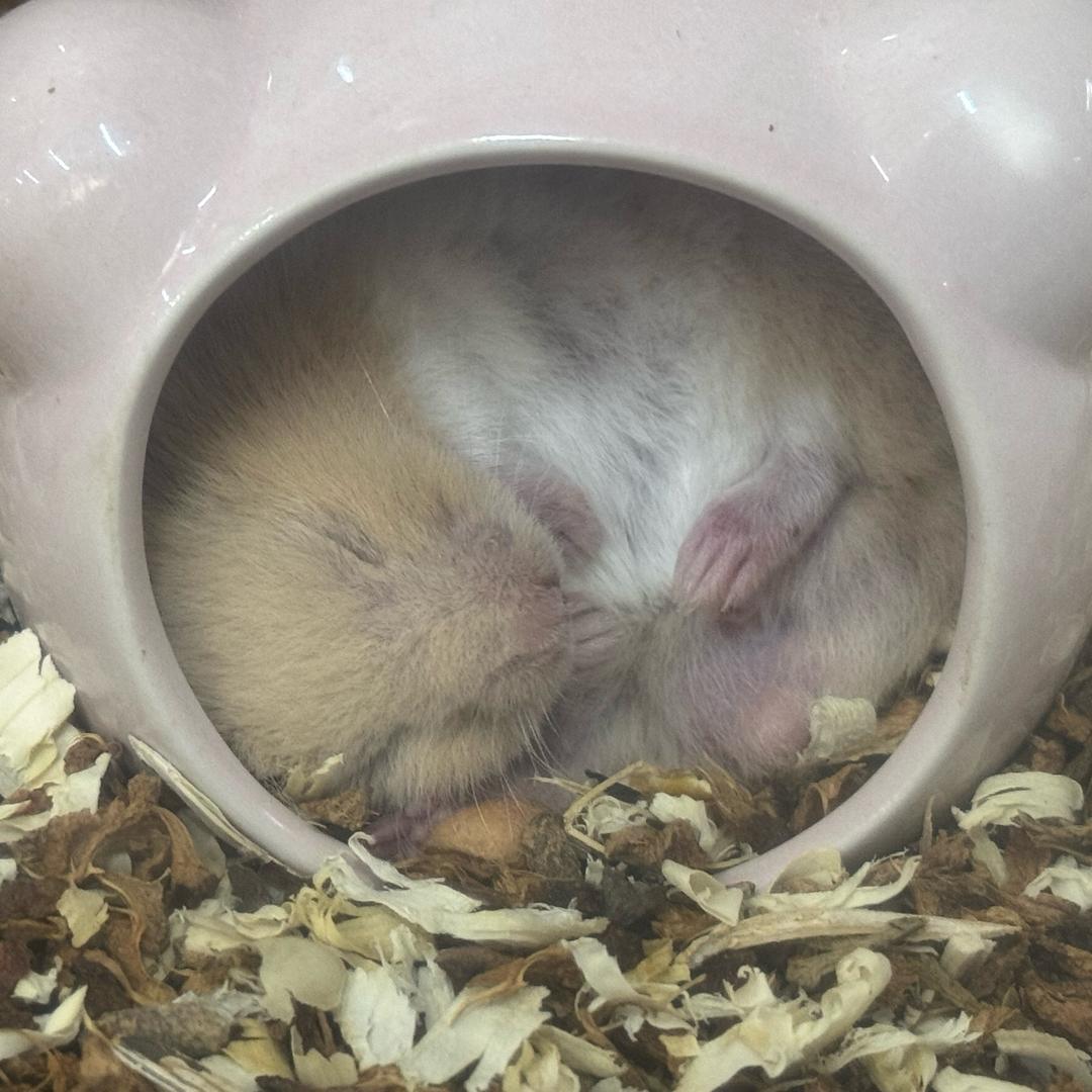 琪琪的小店店