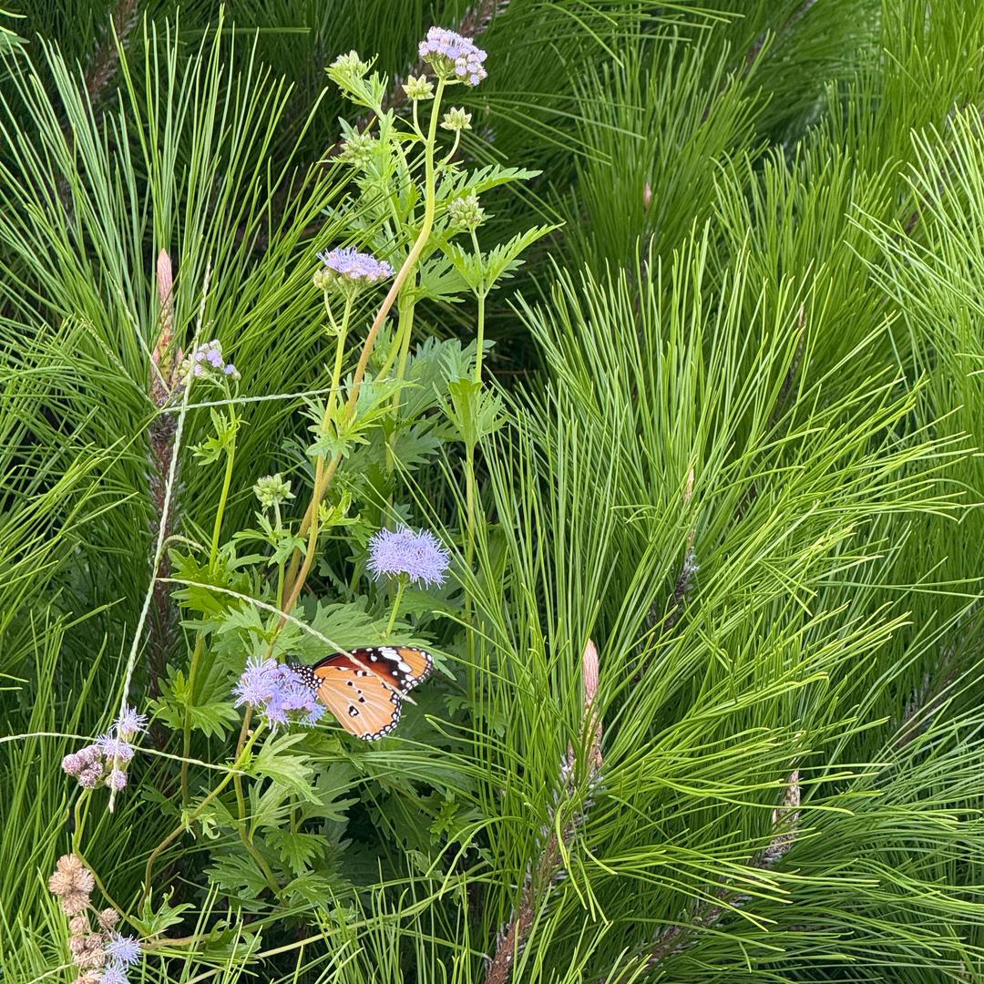 雪花的孕期生活
