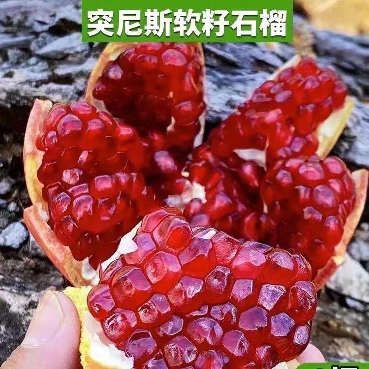 辰盛果树苗木专营店