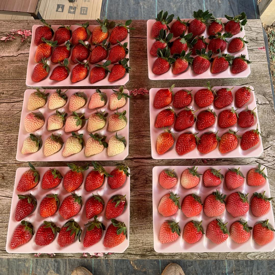 竹塘草莓园