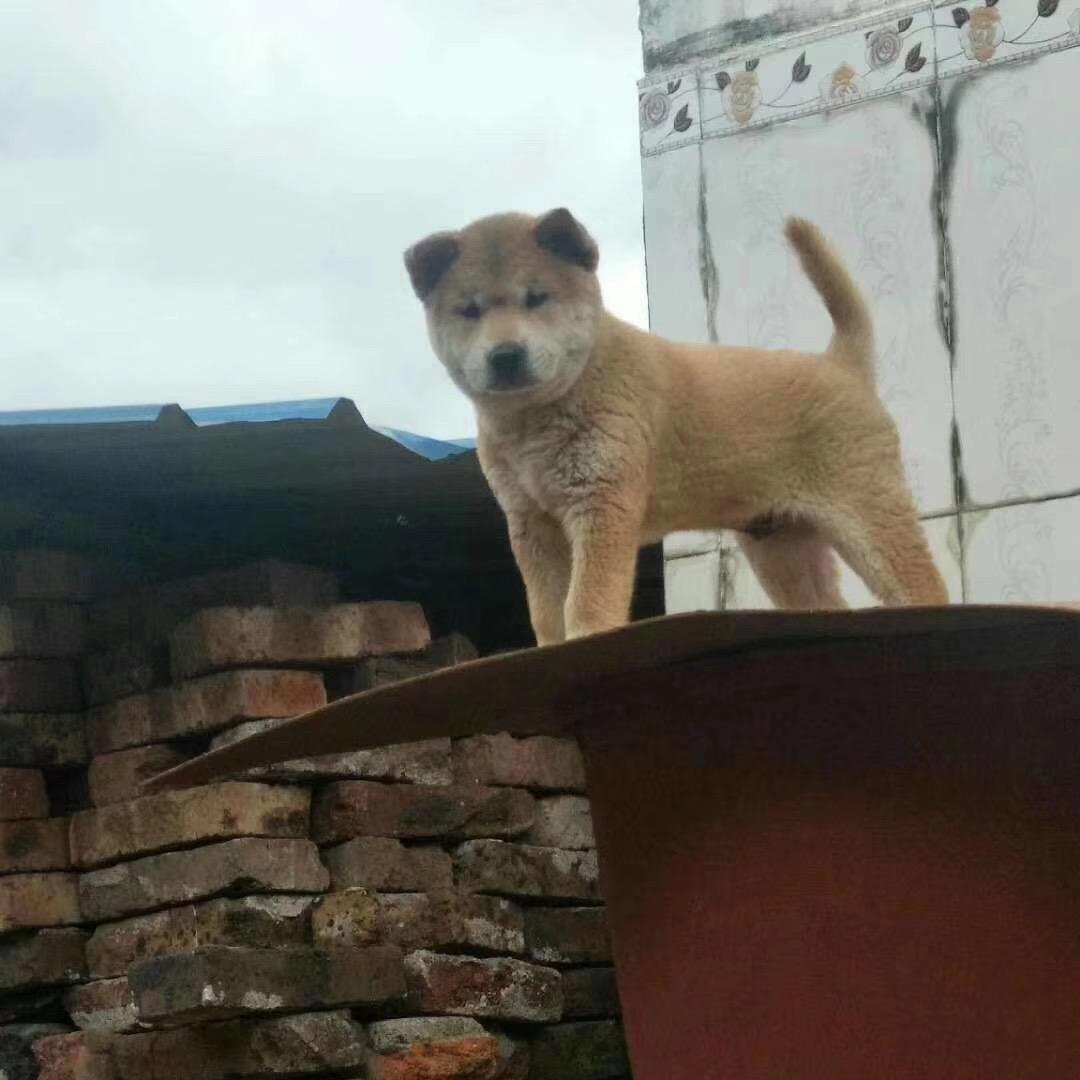 广西河池田园犬山哥