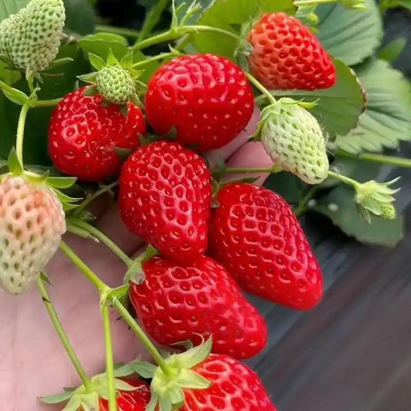 狠道味草莓🍓采摘基地（大佬王）