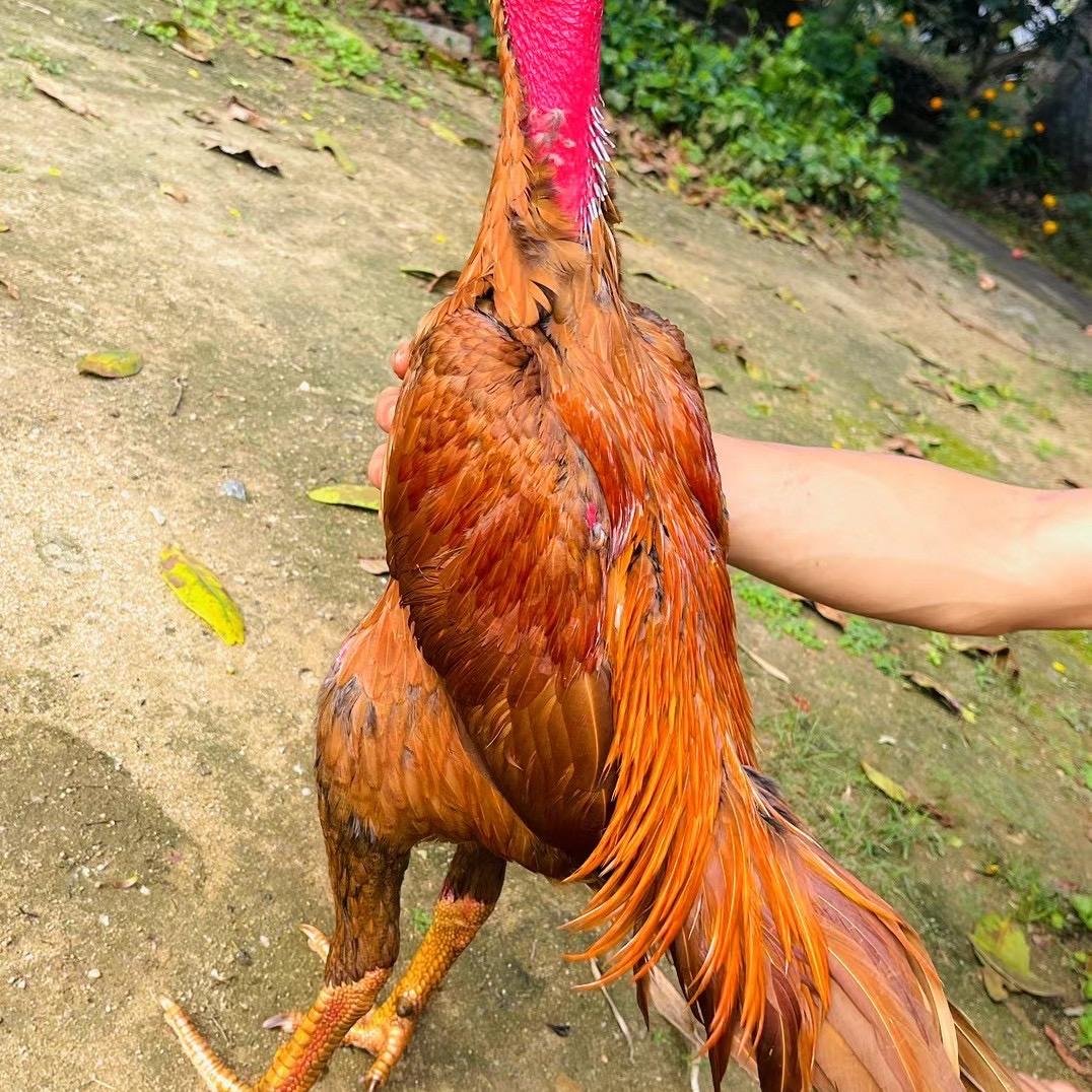广南县小强养殖