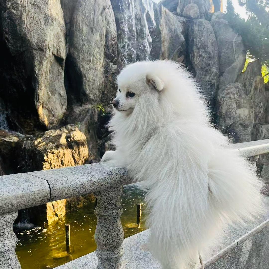 上清玄门的柳梦怡头像
