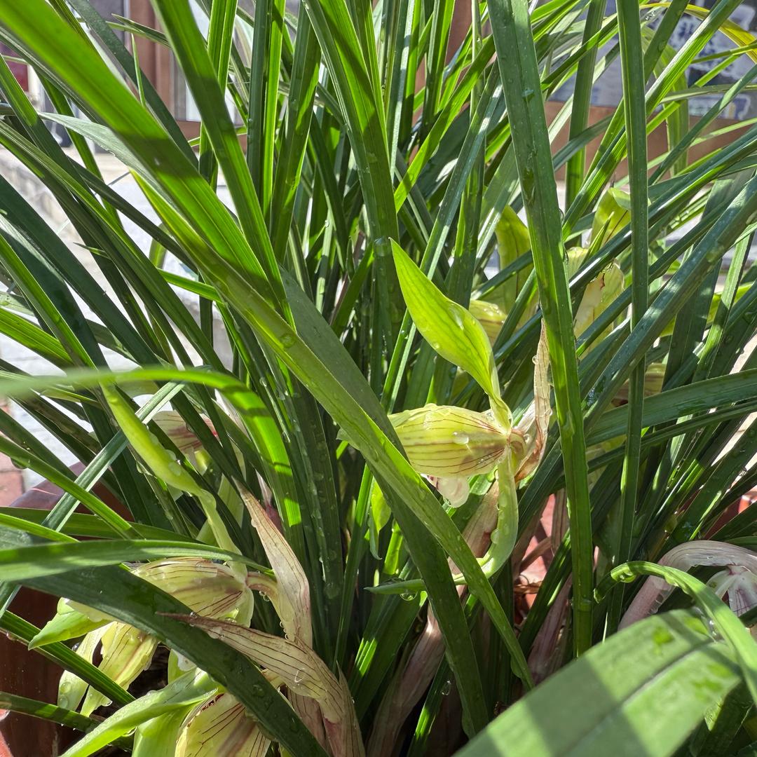 瑷尔博士九华山下天河湾店