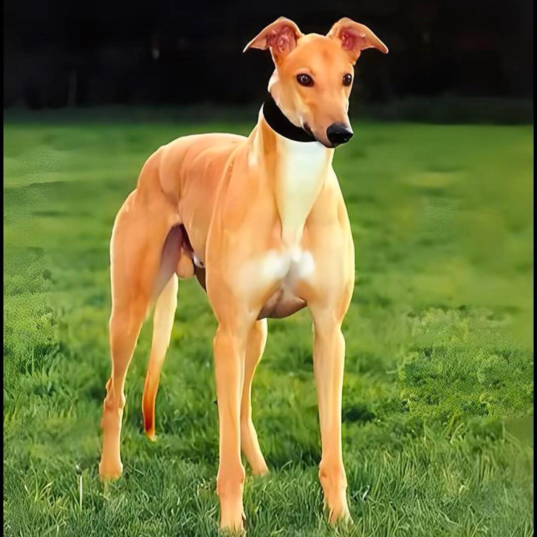 胜铠说-猎兔犬