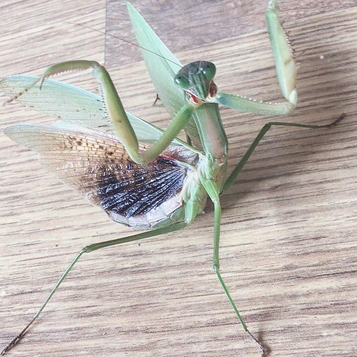 我很强大
