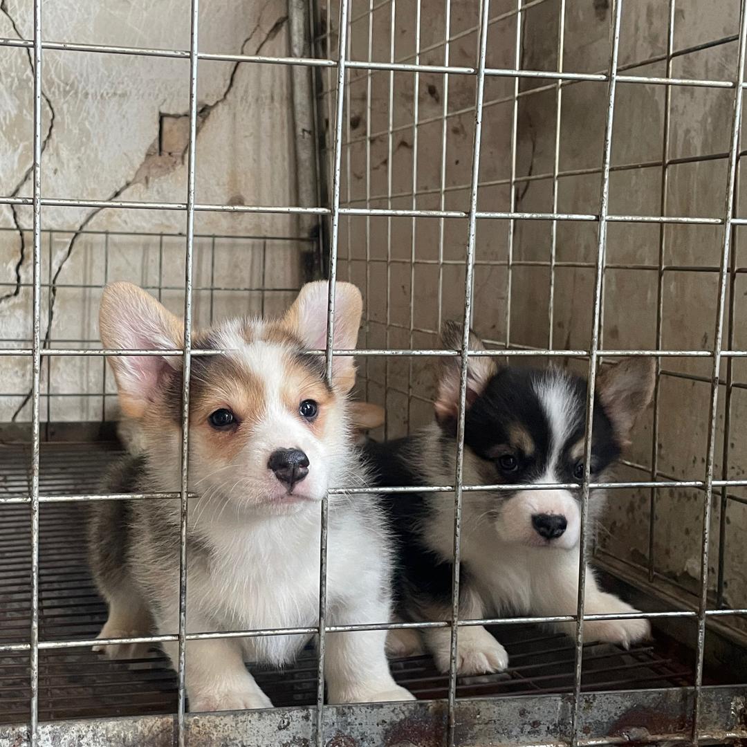 柯基灰泰迪精选店