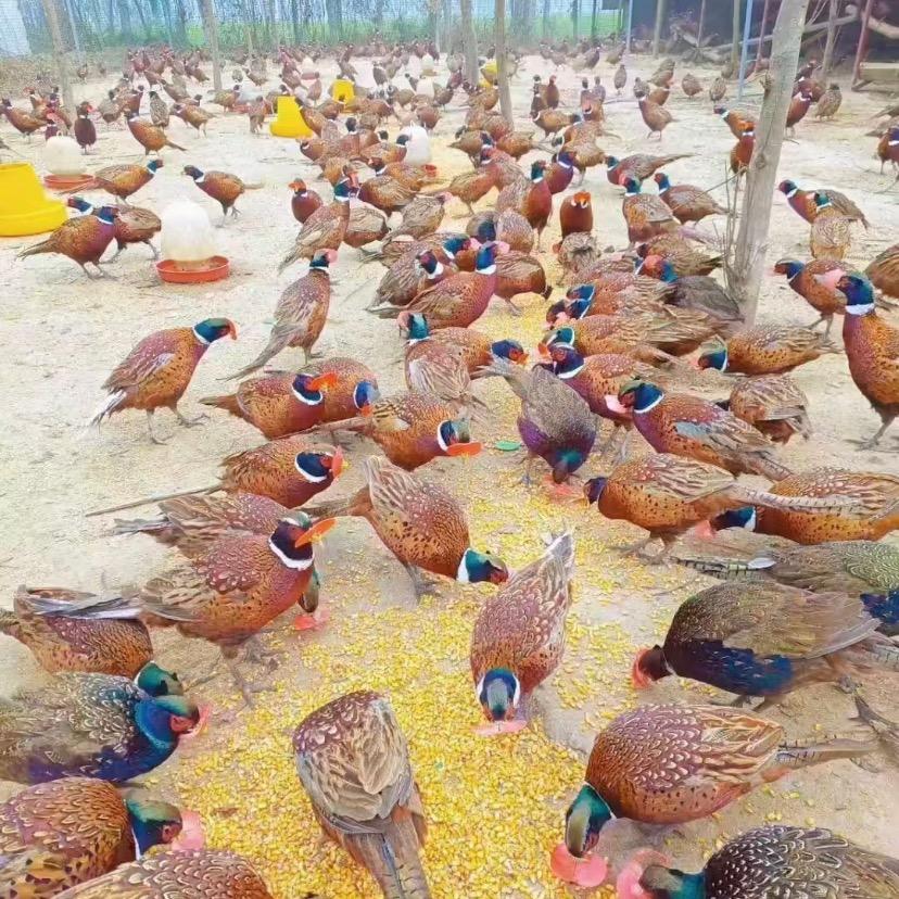 七彩斑斓的山鸡