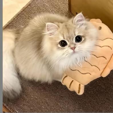 猫猫🐈‍⬛