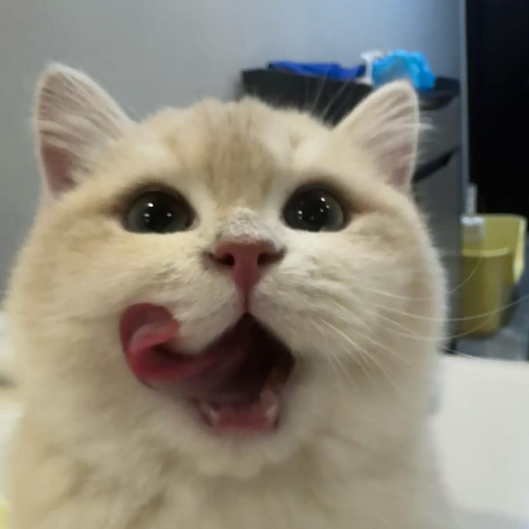 寿喜烧在逃牛肉