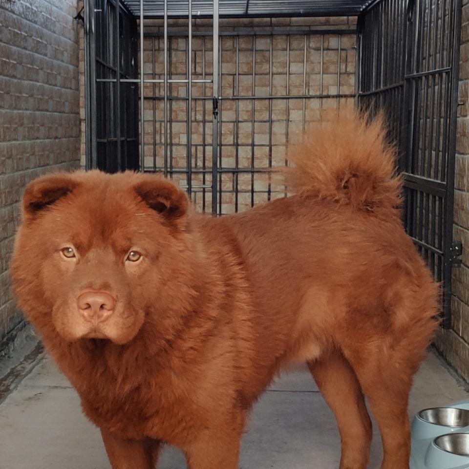 金钱尾（已注册商标）五红犬