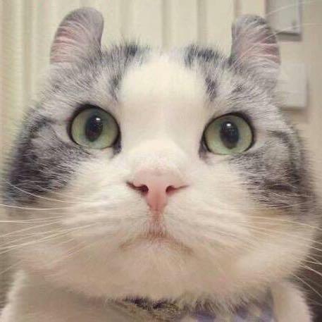 爱吃猫咪的鱼