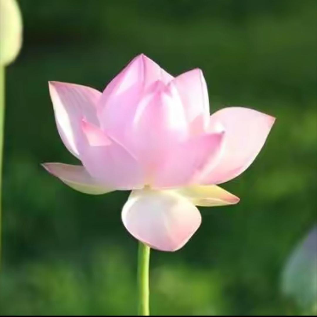 1号虎