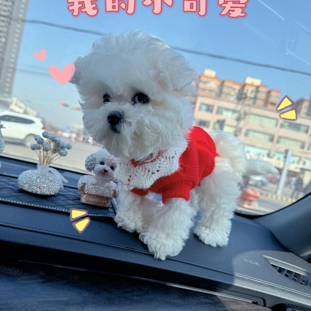 雪球🐶不睡觉