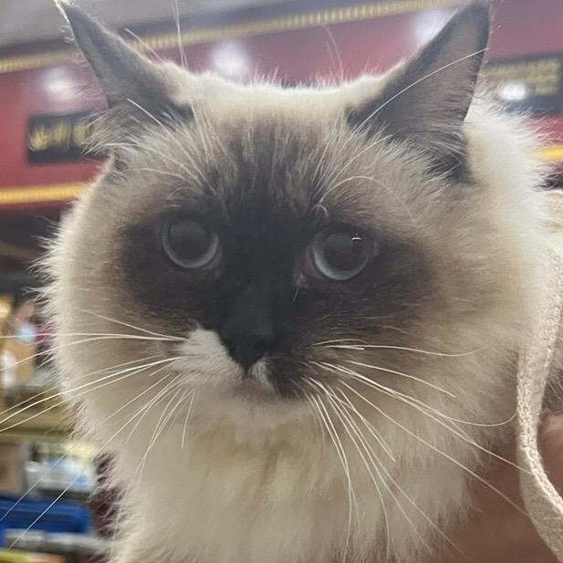 高泓猪