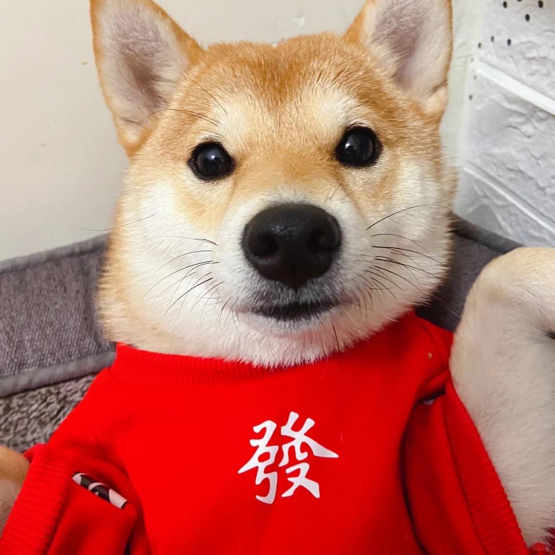 小蒋淘狗