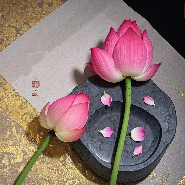 小小丫头