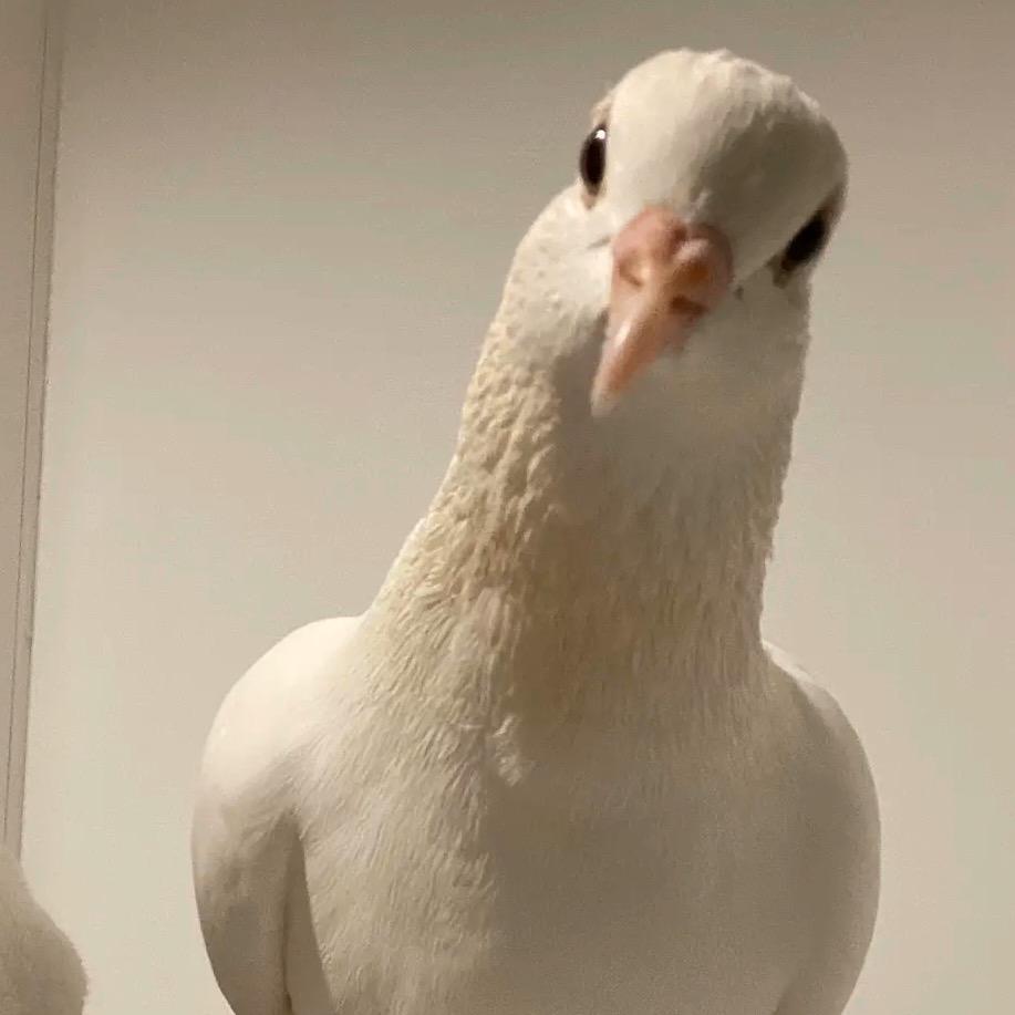 小野鸽来啦