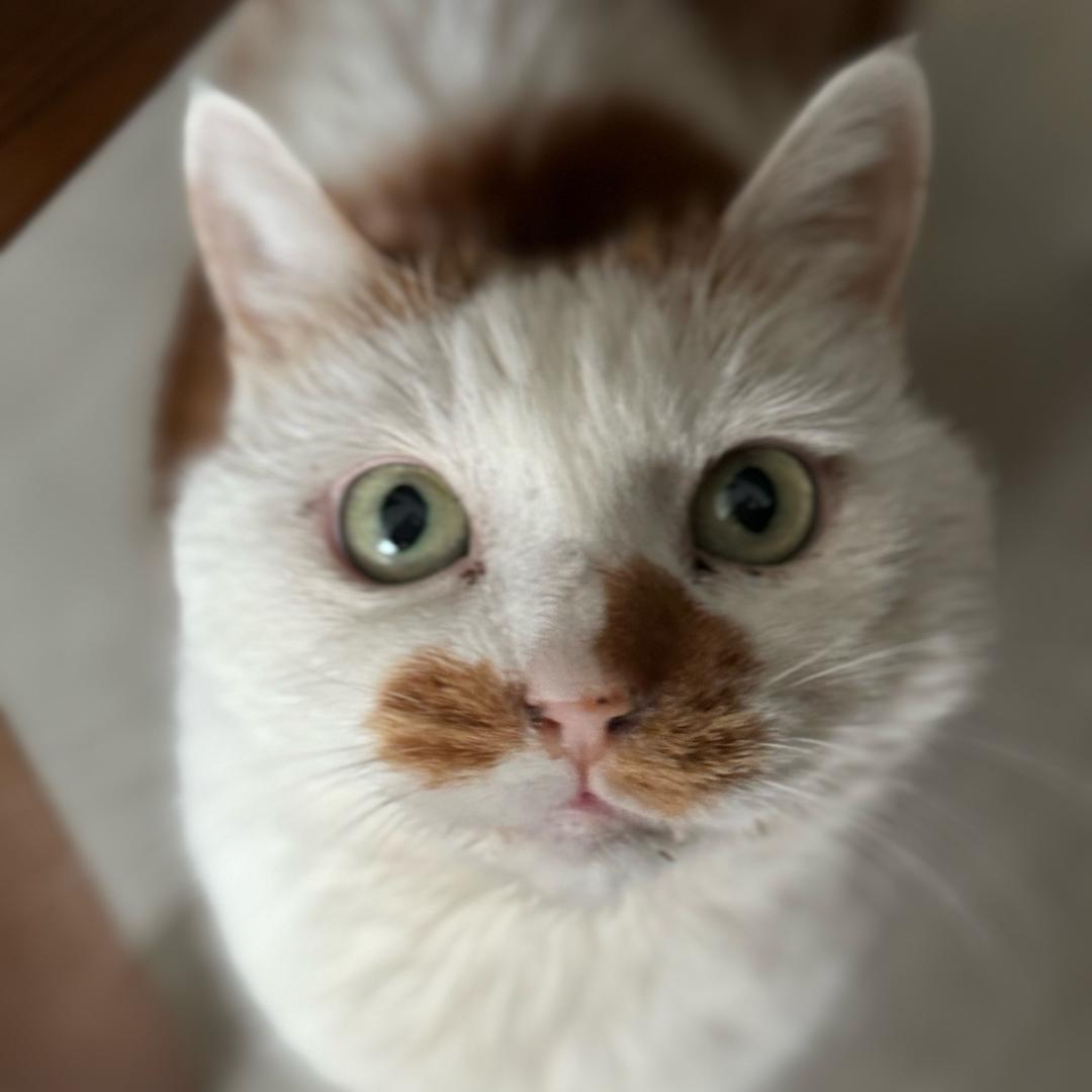 猫姐儿生活~嗯！