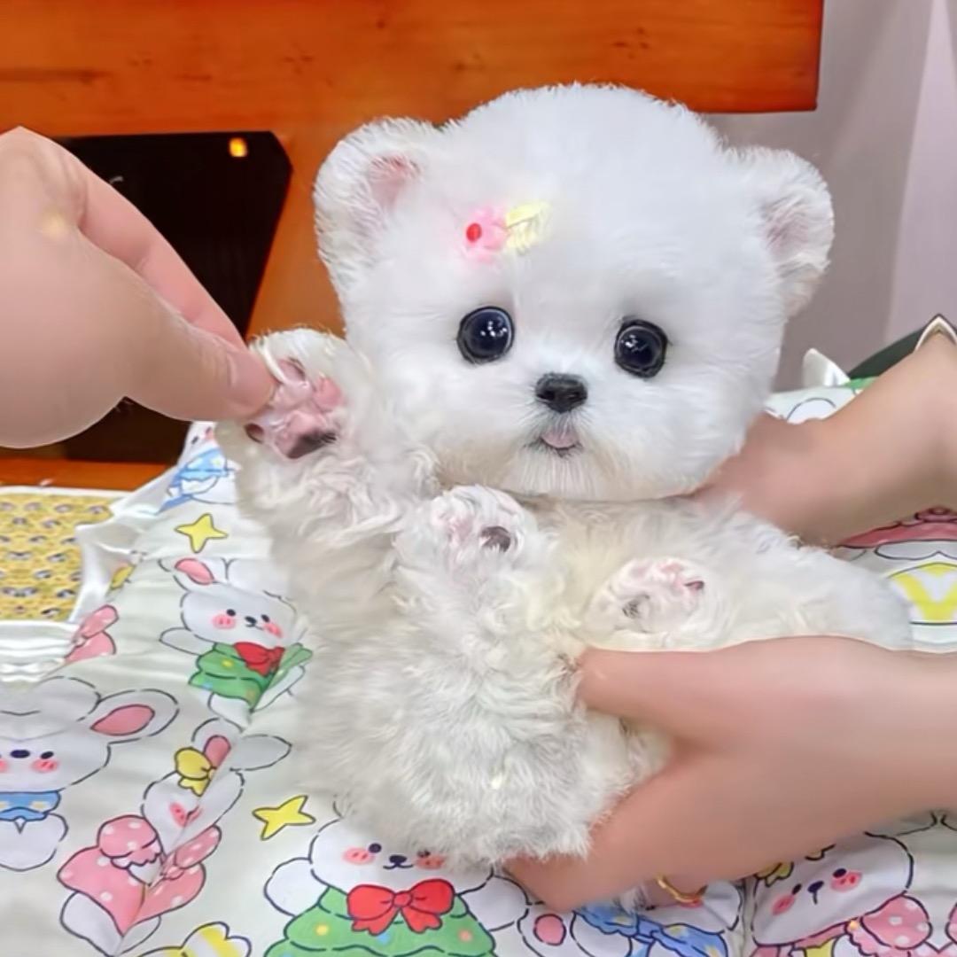 富贵萌宠严选