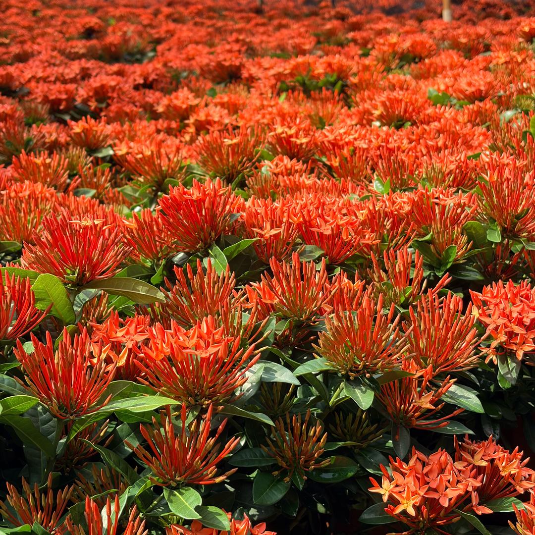 QINGSONG云沐芳华花卉绿植