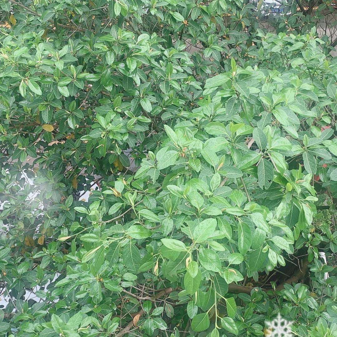欧阳