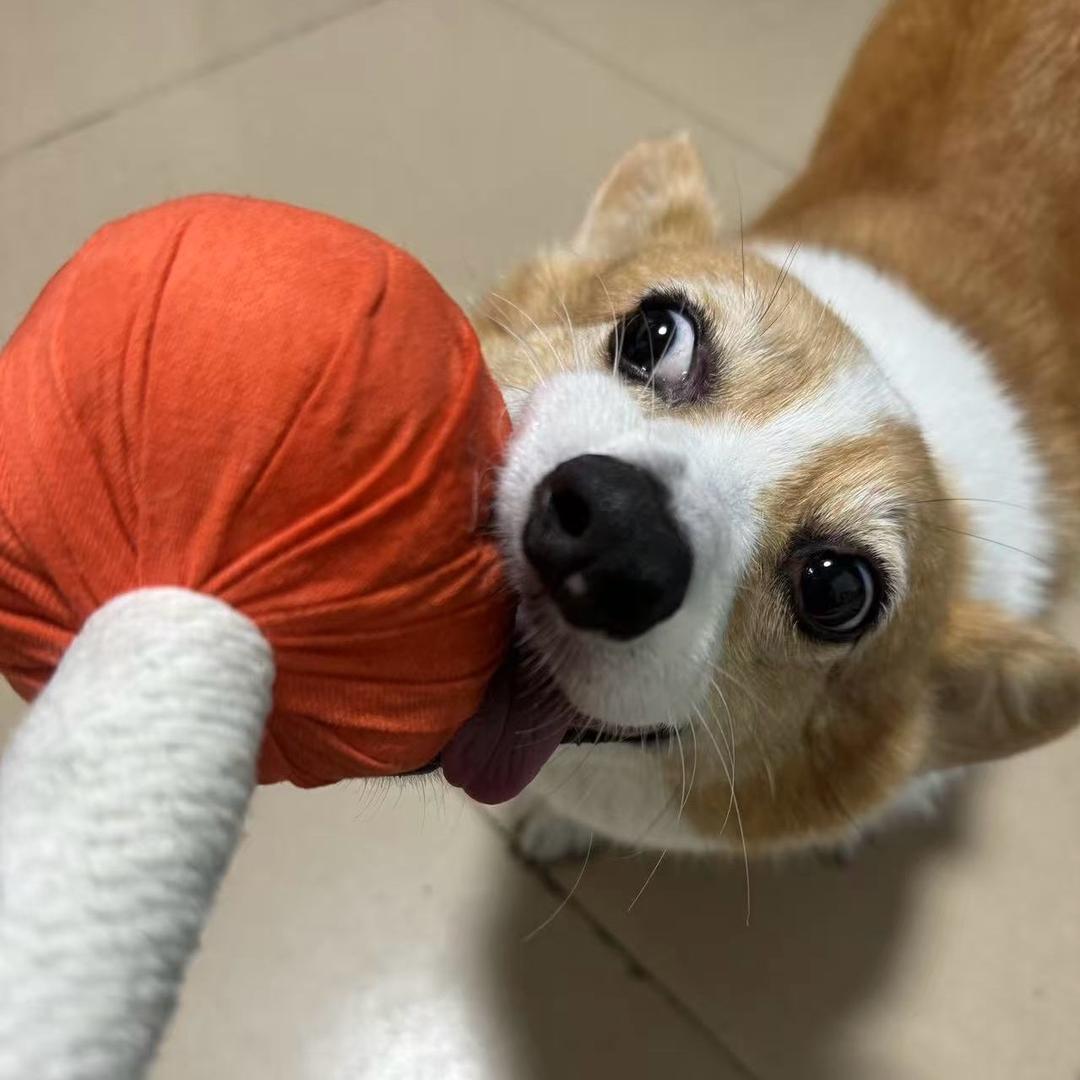 点点猪吖