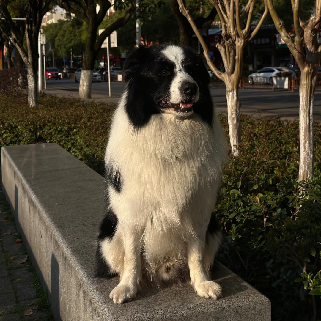 傻狗多多和点点