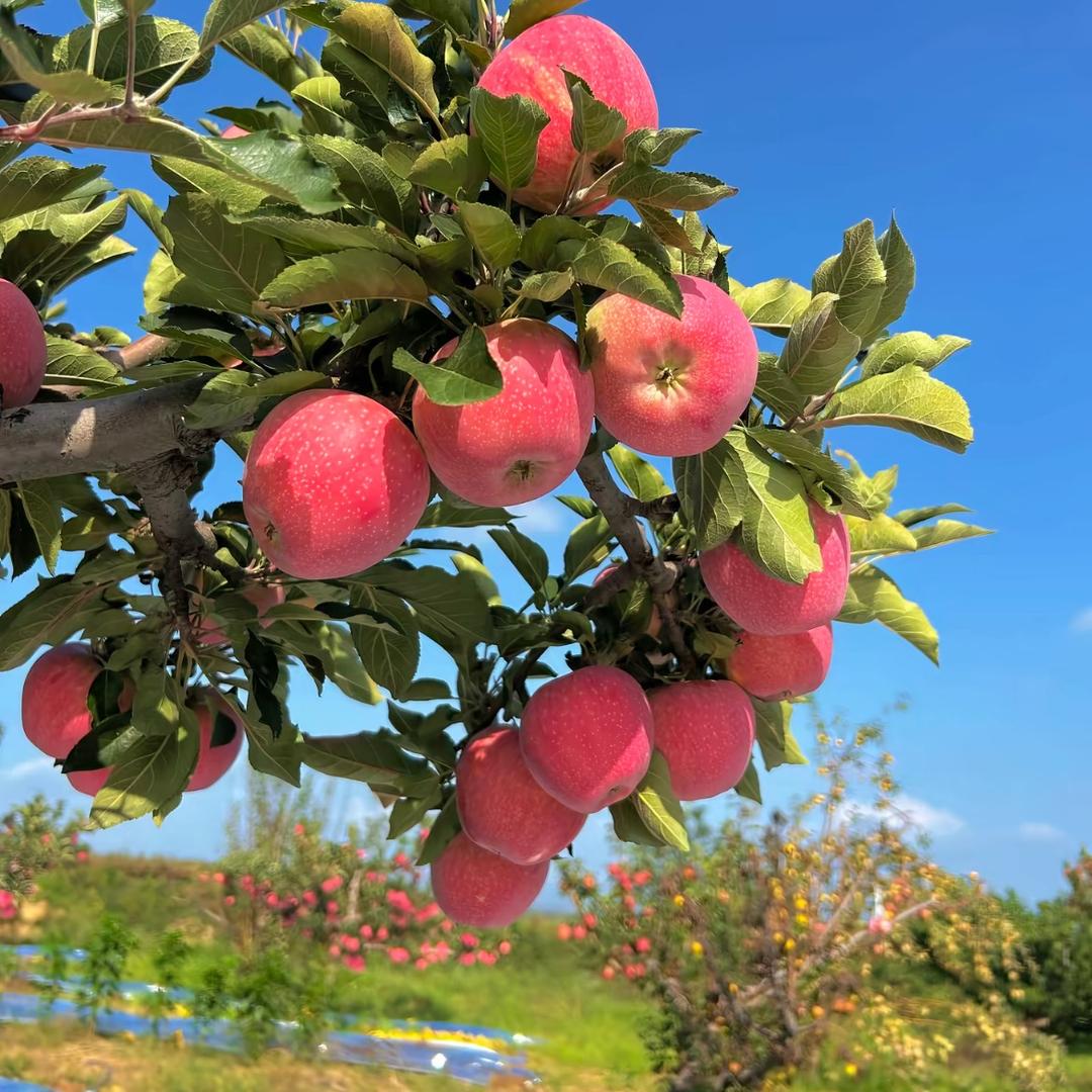 燊现果树苗木专营店