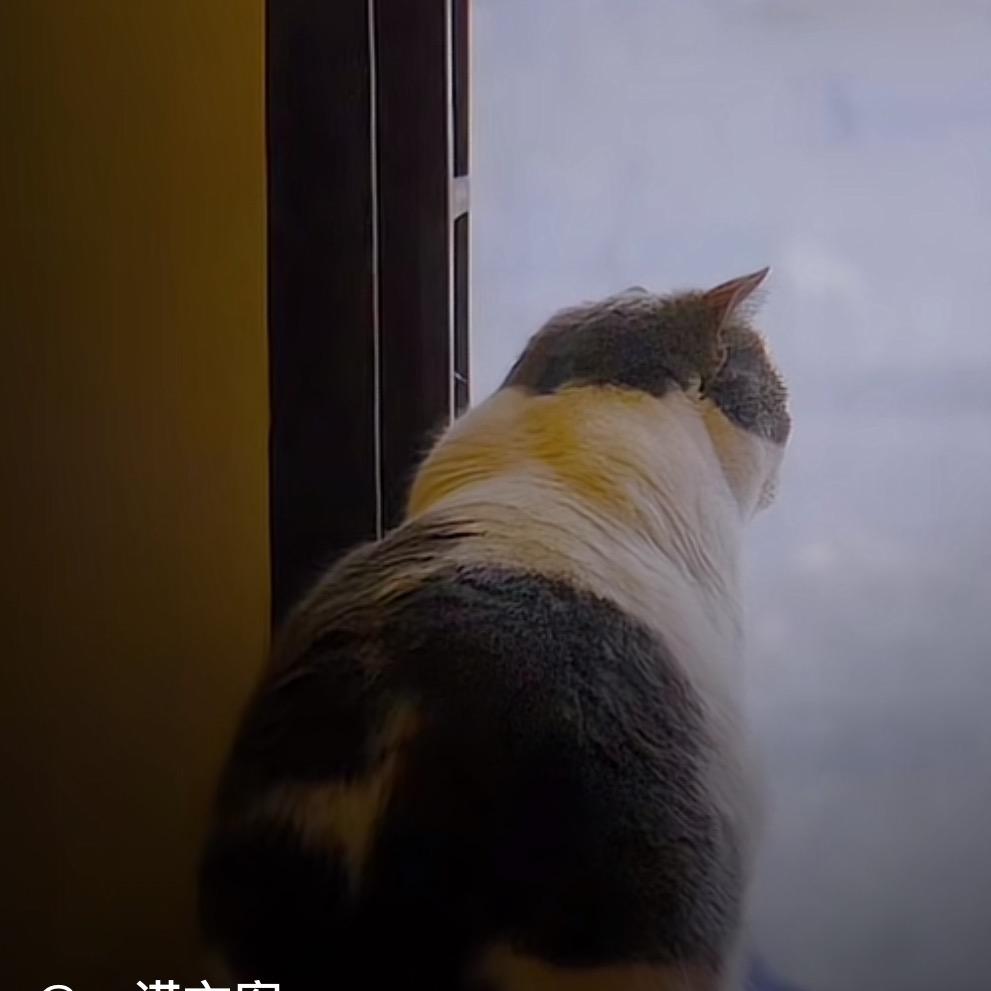 秋刀鱼喂了猫