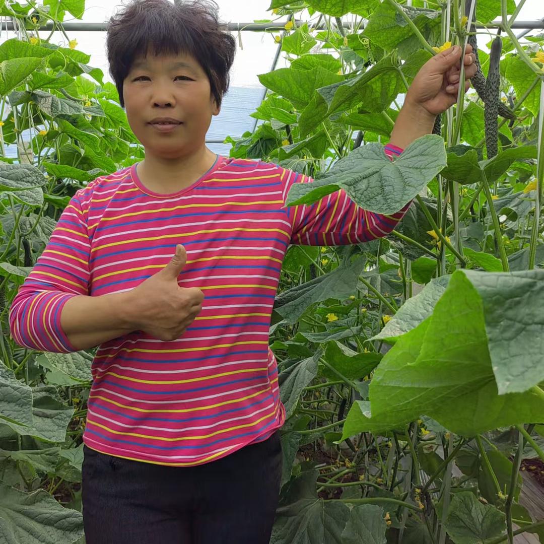 西青辛口张姐蔬菜优选