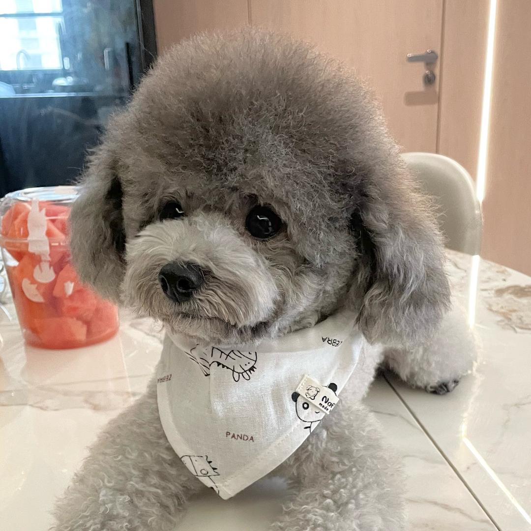 团子是只灰泰迪