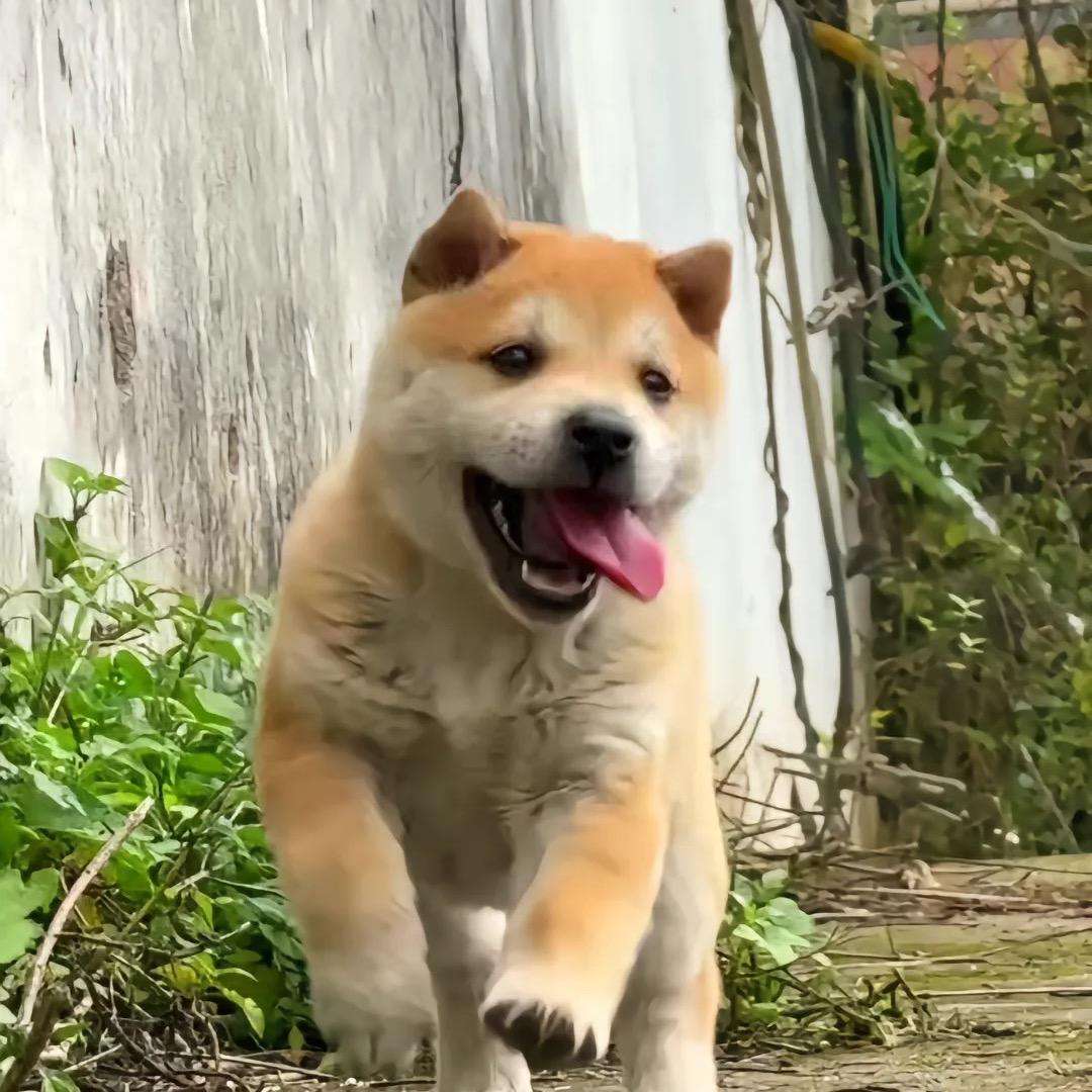 田园犬大队长