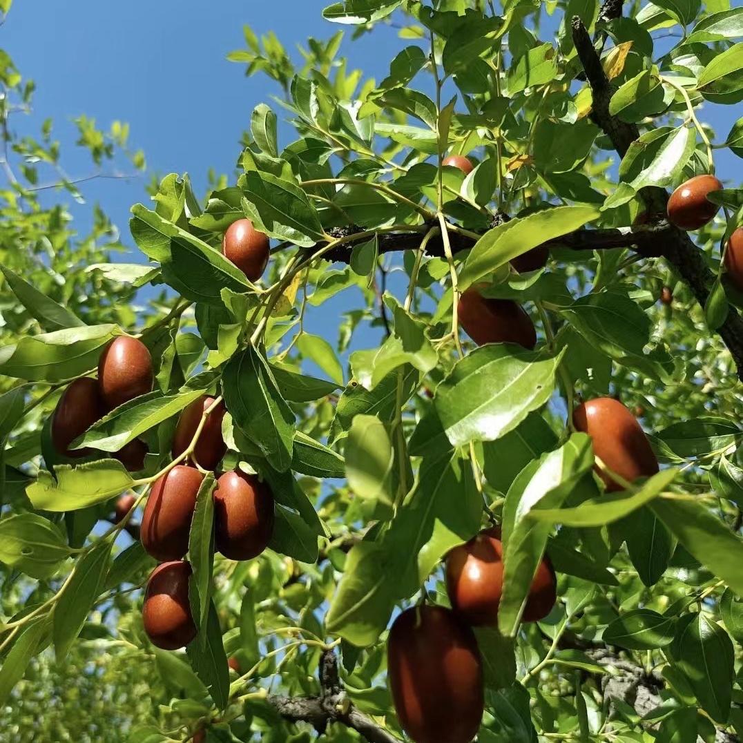 朝阳大枣甄选店