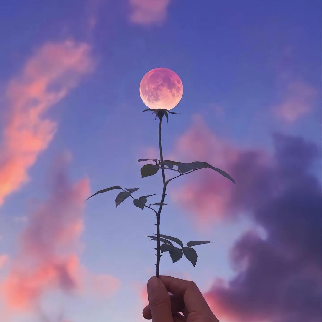 沉星