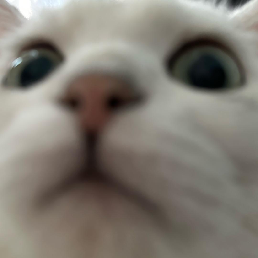 猪咪